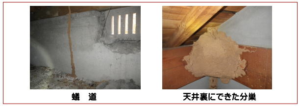 長崎市 シロアリ 改修工事 リフォーム