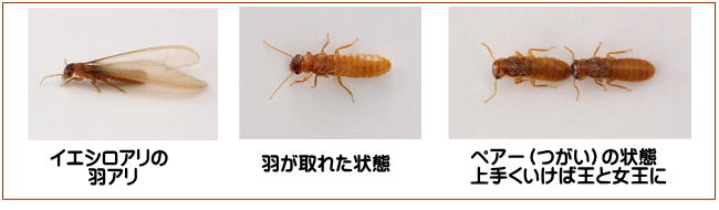 長崎市 シロアリ 改修工事 リフォーム　